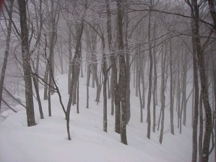 静寂、モノトーンの世界　　大品山　　　photo by shun   07.1.27の画像