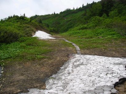 今日の「水平道」　　登山道脇には、咲き出したばかりのミズバショウ　　　の画像