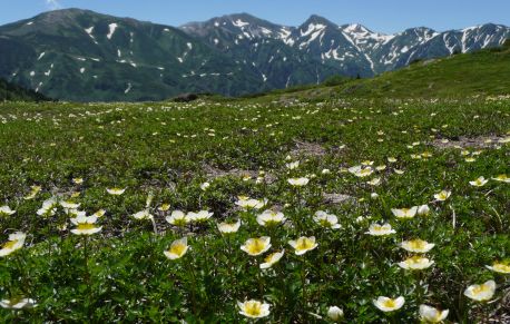 今朝の朝日平から　　チングルマが満開です！！の画像