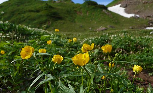 今朝の小屋周りで、ミヤマキンポウゲ　　　の画像