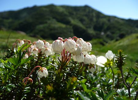 朝日岳をバックに、ツガザクラ　　　07.7.31の画像