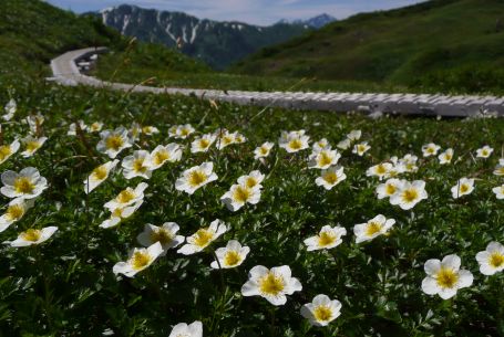 今朝同じ分岐点から　　奥に小さく見えるのは、剱岳　　　の画像