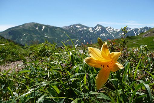 小屋の周りでは、ニッコウキスゲも花盛り　　今朝の山並みをバックにの画像