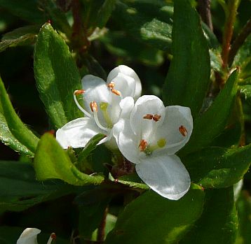 見過ごしそうな小さな花、コメツツジ　　「バンザイの丘」付近　　　07.8.2の画像