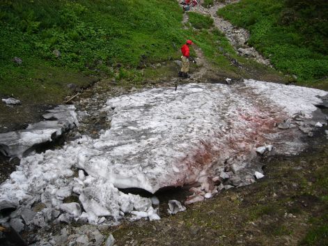 水平道を見廻る…登山道の点検も大事な仕事！　　　07.8.5の画像