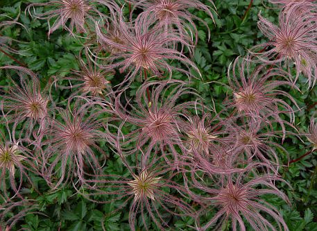 チングルマ 花が咲き終わっても、楽しませてくれる 07.8.23 チングルマ 花が咲き終わっても、楽しませてくれる 07.8.23の画像