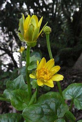 この花の名前は…？　　　連絡所の裏での画像