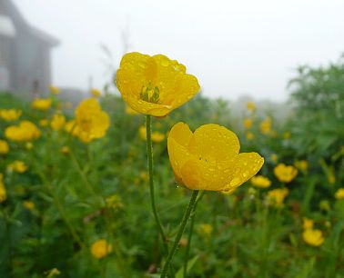 小雨の中、ミヤマキンポウゲ 小屋の横で 小雨の中、ミヤマキンポウゲ 小屋の横での画像