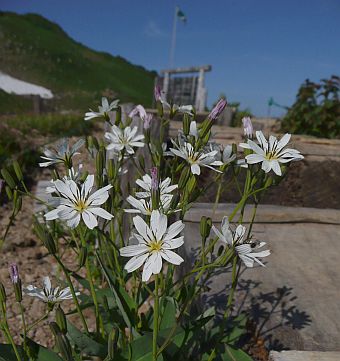 朝日平にて　　　シロバナクモマニガナ　　08.8.13の画像