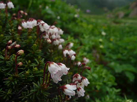 ツガザクラ 私の大好きな花 08.8.20 ツガザクラ 私の大好きな花 08.8.20の画像