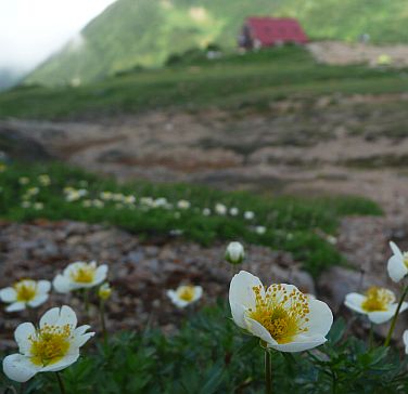 未だ、チングルマが咲いています　　小屋をバックに　　　08.8.20の画像