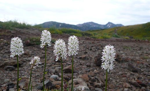 イワショウブ　　色付き始めた草紅葉と、山々をバックに　今朝の朝日平にての画像