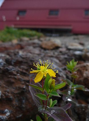 イワオトギリ　　小さな小さな花を付けて、小屋の前で咲いています　　08.8.29の画像