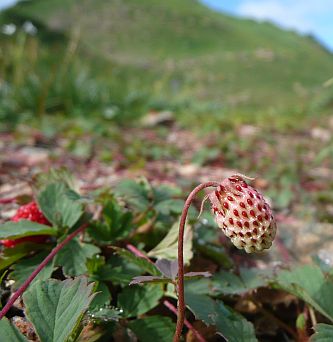 夏の名残り　　色付き途中の、ノウゴウイチゴ　　朝日平のテント場近く　　08.9.1の画像