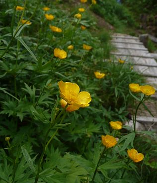 ミヤマキンポウゲが花盛り！！　　水平道にての画像