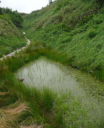 水平道にて　　08.9.6の画像