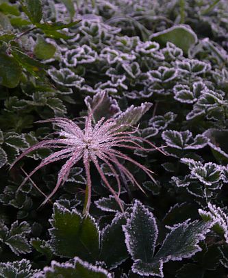 霜が付いて、チングルマ　　今朝の朝日平にて　　の画像