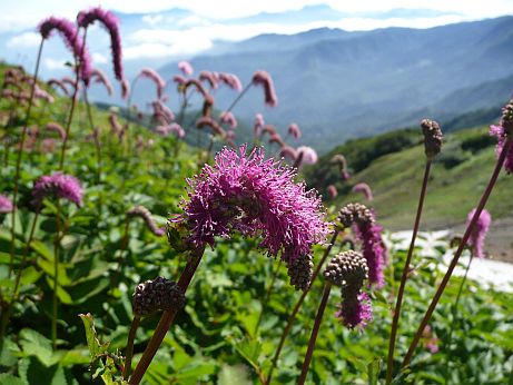 カライトソウ　　朝日岳山頂直下の登山道にての画像