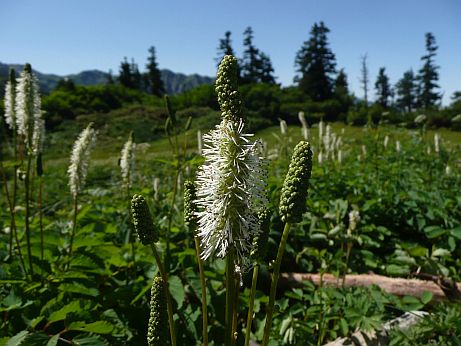 満開の、タカネトウウチソウ　　小桜ヶ原で　　08.9.9の画像