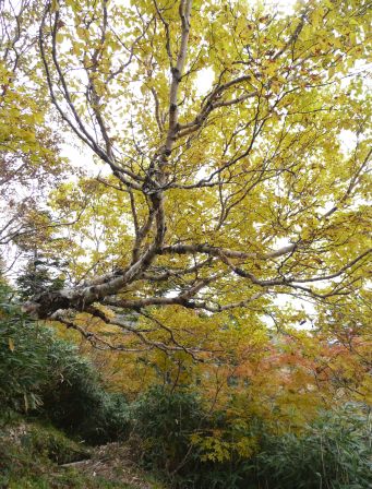 ダケカンバの黄葉も、とても素敵です…　　　前朝日岳の巻き道で　　08.10.5の画像