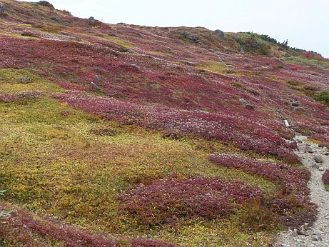 鮮やかに、チングルマの草紅葉　　　　夕日ヶ原にて　の画像