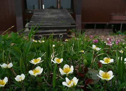 小屋の周りでは、そろそろチングルマも賑やかに 写真