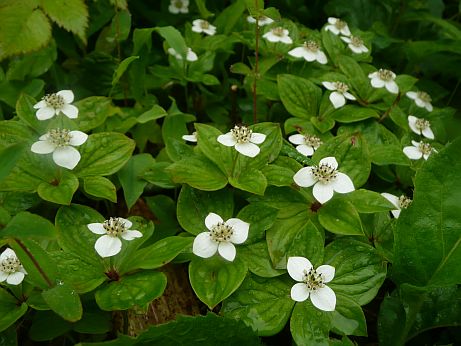 恵振山や“馬の背”では、ゴゼンタチバナが花盛り!! 写真