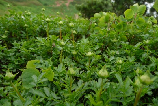 分かりますか? チングルマの蕾がいっぱい! 朝日岳山頂近く 09.7.31 写真