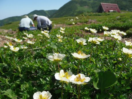 チングルマがまだ咲いている横で、作業しています! 写真