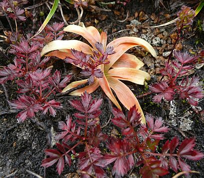 「小さい秋、見つけた」 ネバリノギランとチングルマの草紅(黄)葉 写真