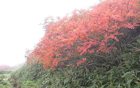 鉢ヶ岳巻き道で出会った、ナナカマド 05.9.26 鉢ヶ岳巻き道で出会った、ナナカマド 05.9.26の画像