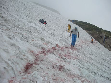 鉢ヶ岳をトラバースする登山道には、未だ雪が残る　　　08.7.12　　　　の画像