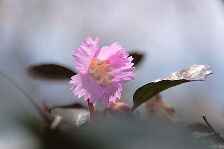 負釣山のイワウチワ photo by shun 07.4.8 負釣山のイワウチワ photo by shun 07.4.8の画像
