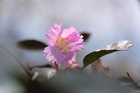 負釣山のイワウチワ　　　photo by shun     07.4.8の画像