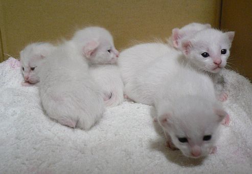 母親に似て、可愛い「真っ白」ネコちゃんたちが５匹も　　07.5.12の画像