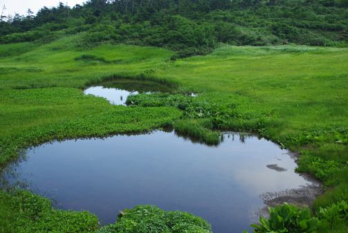 黒岩平付近の池塘　　　08.8.13    photo by ヒロシの画像