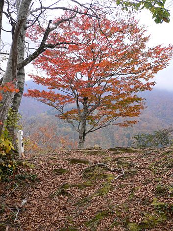 恵振山１合目にて　　　　06.10.29の画像